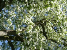 blühende Birnbaumkrone Ausschnitt