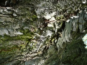 Borke eines Kirschbaums