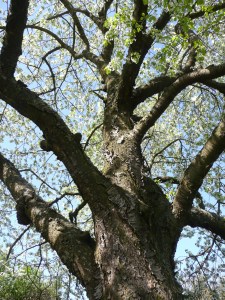 Blick in die Krone einer alten Kirsche