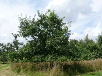 Apfelbaum im Ertragsstadium