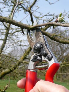 Schere, abschneidend